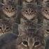 Oiiaoiia Cat X10000000