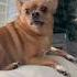 You Re My Little Meatball Shorts Dog Ily
