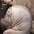 The Sphinx Was Fading And He Put The Kitten To The Pit Bull And Waited For A Miracle