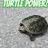 Cutest Snapping Turtle Turtle Turtles Nature Fyp Cute Summer
