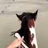 через 8 дней на море лошади Equestrian Subscribe рекомендации Riding Horseriding рек