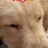 Anji Ammu Anji Goldenretriever Viral