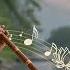 Ruhani Bansuri Indian Classical Flute Music For Soul Healing Inner Peace RuhaniSaaz V7c