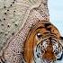 Tiger Trapped Under Giant Slug Parasite Rescue Turns Critical Animalrescue Polarrescue Tigher