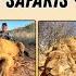 Hunt Dangerous Game In Africa White Lion Safaris And African Sun Productions Hunting Huntafrica