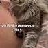 One Meow To Steal Your Man One Purr To Become His Maine Squeeze Catdad Mainecoon