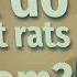 What Do Most Pet Rats Die From