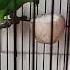 Burung Serindit Makan Nasi Shortvideo