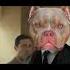 собака Americanbully Pitbull мем