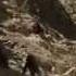 Man Vs Baboon Sands Of The Kalahari 1965