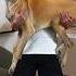 Holding Bigger And Bigger Dogs