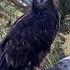 Big Bear Eagle Gizmo Bounces Back After First Flight Fall FOBBVCAM