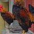 Adorable Philippines Rooster Morning Sound Rooster Chicken Shorts