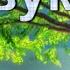 Звуки леса ночь и день Sounds Of The Forest Night And Day