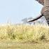 Epic Battle Elephant Vs Hippo Attack Hippo Elephant Amazing Battle