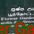 Flower Garden L Royal Botanic Gardens Peradeniya L Kandy Sri Lanka L