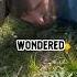 Dandelions Are Trying To Tell You Something