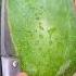 Abbu Tomar Chhutti Kobe Tumpa YouTube Shorts