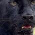 Checking Out The Spring Forest With Luna The Panther And Venya ENG SUB