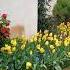 18 FOR ENTRANCE Tulips Spring Garden Flowers Flowergarden Shorts Relax Satisfying Short