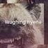 Laughing Hyena