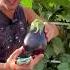 Maximizing Crop Yields By Vertical Farming On Aeroponics Towers Farming Gardening Agriculture
