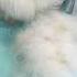 Буся шпиц линяет вычесали много шерсти Pet Tinypomeranian Pomeranian собака померанскийшпиц
