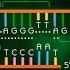 Telomerase Function Animation
