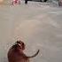 È Successo L Irreparabile Vip Americanbully Superstar Pitbull Help