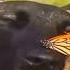 A Dog With A Butterfly On Its Nose