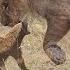 Fearless Honey Badger Takes On 6 Lions Caught In The Act