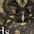 The Best Owl Sounds Owl Sounds With 10 Species From South America