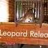 Here S A Compilation Of Rescued Leopards Being Released Back Into The Wild By Wildlifesos