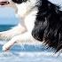 DOG TV Video Entertain Keep Your Dogs Relax Happy Home Alone Best Anti Anxiety Music For Dogs