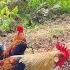 Ternyata Disini Sarang Ayam Hutan Unik Langkah