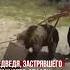 Медведя застрявшего в канистре спасли на востоке Казахстана