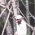 WATCHERS IN THE WOODS THE WHITE BIRCH BIGFOOT Please Read Below