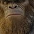 7 Times Bigfoot Was Spotted And Recorded