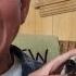 Guy Pets Chihuahua To Relax Bites Hand