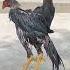 Garmiyon Ma Aseel Murgh Barish Ma Bahir Zaroor Nikala Kro Aseelmurga Viralvideos Viralreels