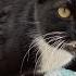 Very Angry Black Cat Screaming And Meowing Loudly
