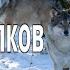 Владимир Высоцкий Конец Охоты на волков или Охота с вертолетов 1978