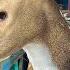 FUNNIEST Animals Of May Best Animal Compilation 2025