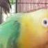 Parblue Turquoise Opaline Violet Euwing Opaline Birdsofinstagram Birdsofyoutube