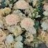 Florist Diy цветы букеты Flowers заказ Bouquet лайк музыка