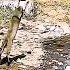 Hunter Cats Masters Of Stealth And Speed Huntercub Cat