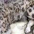 Far Cry 4 Animal Fight Snow Leopard Vs All Animals Battles