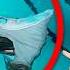 SWIMMING IN A SHARK FILLED POOL SHARKS AND MINNOWS Full Game