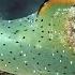 Mucky Secrets Part 20 Sap Sucking Slugs Headshield Slugs Sea Hares Flatworms Lembeh Strait