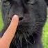 Panther Unlocked